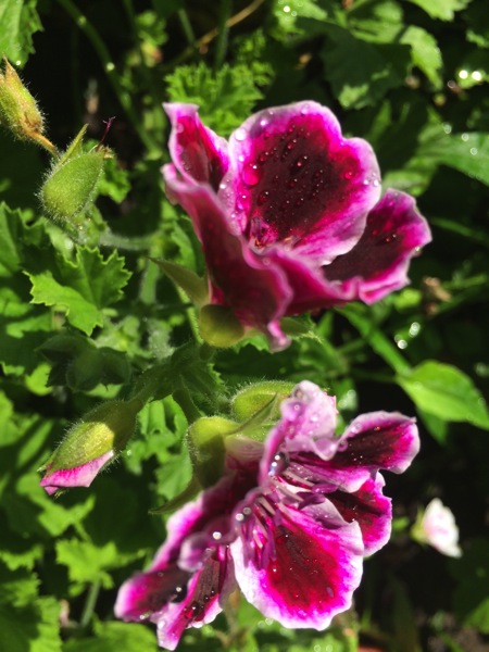 IMG_6489.jpg IMG 6489