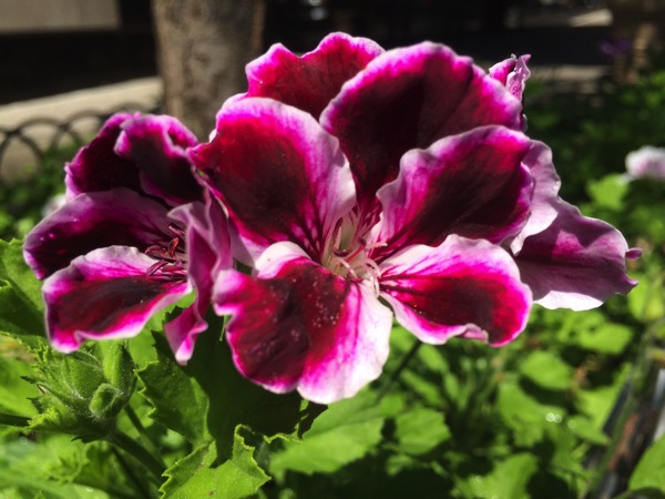 IMG_6490.JPG IMG 6490