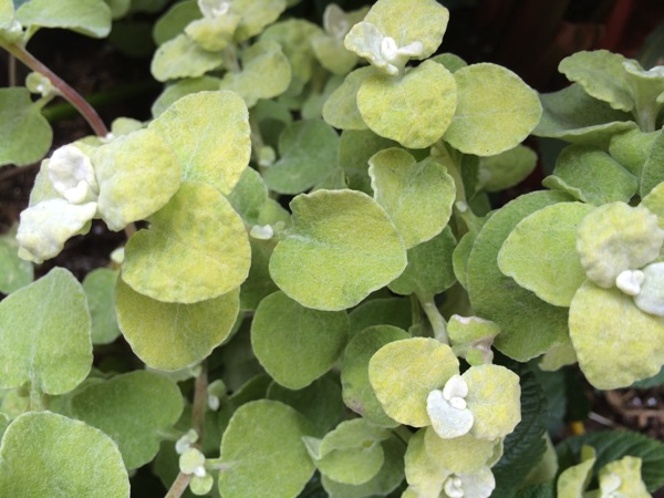 IMG_6502.JPG IMG 6502