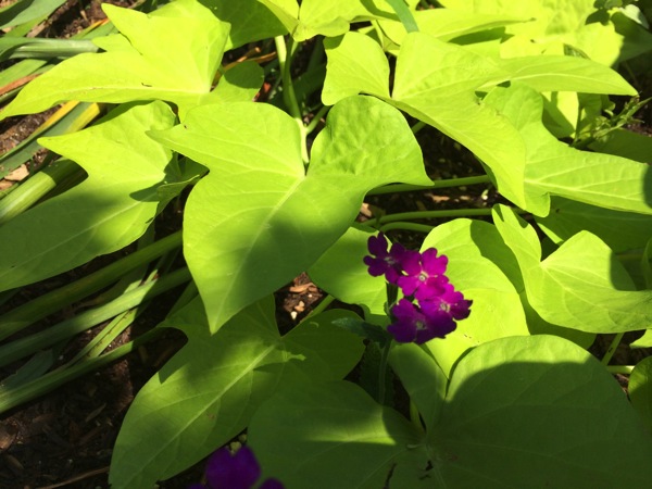 IMG_6511.JPG IMG 6511