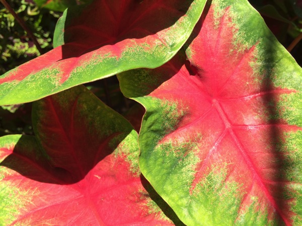 IMG_6512.JPG IMG 6512